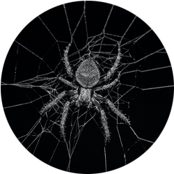 Image of a spider in a web; Northern Pest safely and effectively treats spiders.