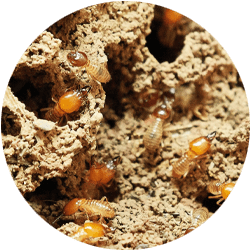 Image of a termite colony; Northern Pest effectively exterminates termites.