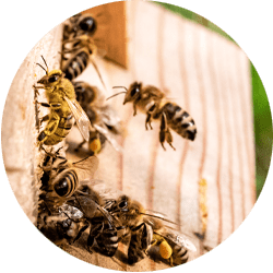Image of a swarm of wasps; Northern Pest effectively treats your home for hornets, wasps and yellowjackets hives.
