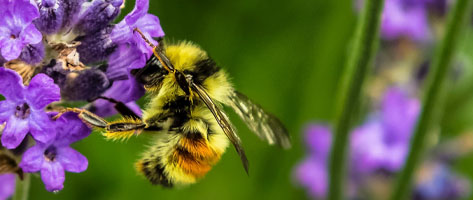 Image of a honey bee pollinating a purple flower, symbolizing that Northern Pest rehomes honey bee hives and controls carpenter bees.