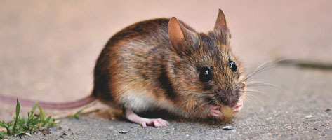 Image of a mouse, indicating that Northern Pest removes mice and rats from your home.