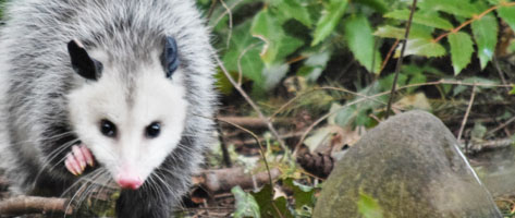 Image of an opossum, signifying that Northern Pest humanely traps and removes opossums.