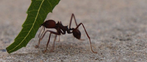 Image of an ant, signifying that Northern Pest effectively exterminates and controls ants.