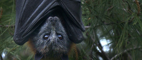 Image of a bat, symbolizing that Northern Pest humanely evicts bats.