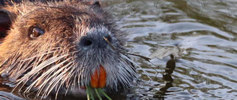 Image of a beaver, indicating that Northern Pest humanely traps and removes beavers.