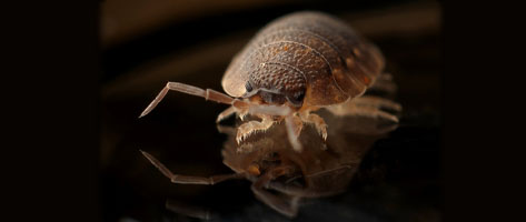 Image of a bed bug, indicating that Northern Pest effectively exterminates bedbugs.