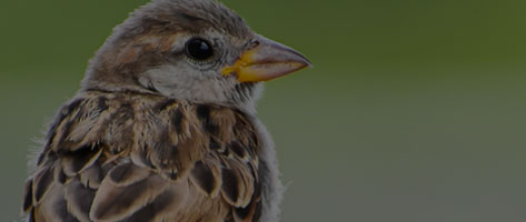 Image of a bird, indicating that Northern Pest humanely removes and deters birds from your home.