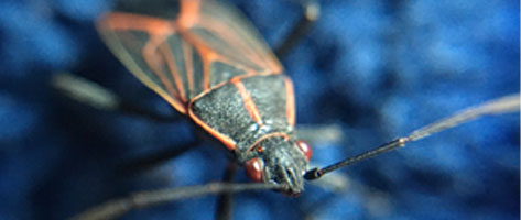 Image of a boxelder bug, symbolizing that Northern Pest treats and controls boxelder bugs. 