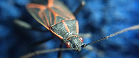 Boxelder Bugs