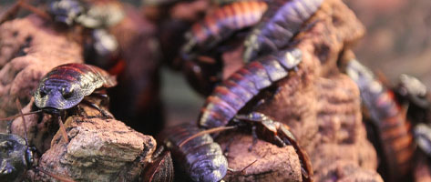 Image of cockroaches; Northern Pest effectively treats your home or business for cockroaches.