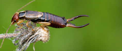 Image of an earwig on a plant, indicating that Northern Pest treats your home for earwigs.