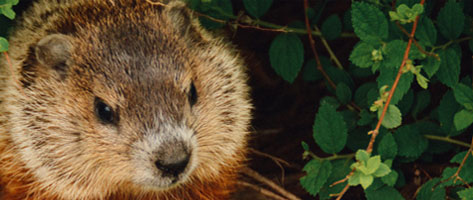 Image of a groundhog, signifying that Northern Pest traps and removes groundhogs.