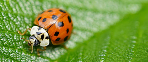 Image of an Asian lady beetle on a leaf; Northern Pest safely treats and controls Asian Lady Beetles and Lady Bugs.