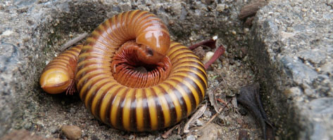 Image of a rolled-up millipede; Northern Pest safely treats your home for centipedes, millipedes, and sowbugs.