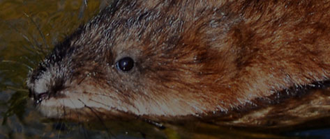 Image of a muskrat, symbolizing that Northern Pest traps and removes muskrats.