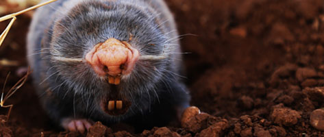 Image of a mole, signifying that Northern Pest removes and controls moles.