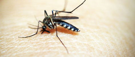 Image of a mosquito on human skin; Northern Pest treats your home for mosquitoes and ticks.