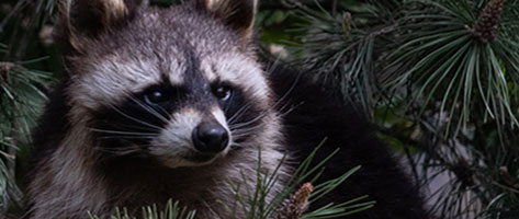 Image of a raccoon, signifying that Northern Pest traps and removes raccoons.