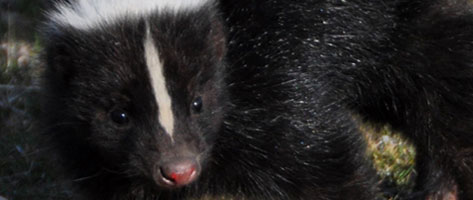Image of a skunk, symbolizing that Northern Pest humanely traps and relocates skunks from your property.