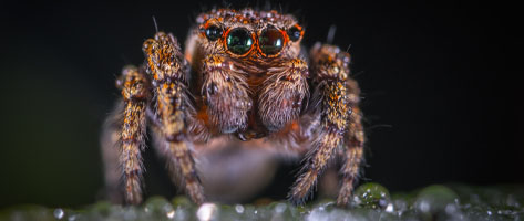 Image of a spider, symbolizing that Northern Pest treats your home for spiders.