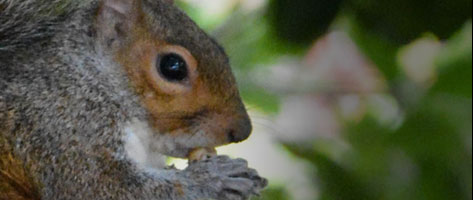 Image of a squirrel, symbolizing that Northern Pest traps and removes squirrels.