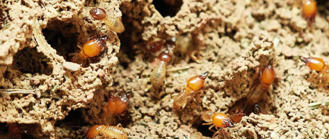 Image of a colony of termites, signifying that Northern Pest effectively exterminates termites.