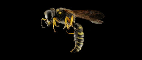 Image of a wasp, symbolizing that Northern Pest effectively removes hornets, wasps, and yellowjacket hives.