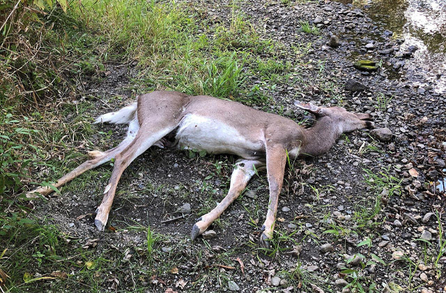 Image of a dead deer carcass; Northern Pest removes dead animal carcasses.