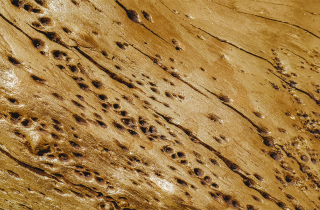 Image of wood burrowed from insects, representing that Northern Pest offers wood destroying insect inspections.