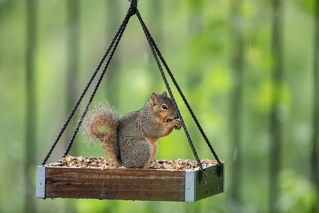 Use Your Bird Seed Wisely