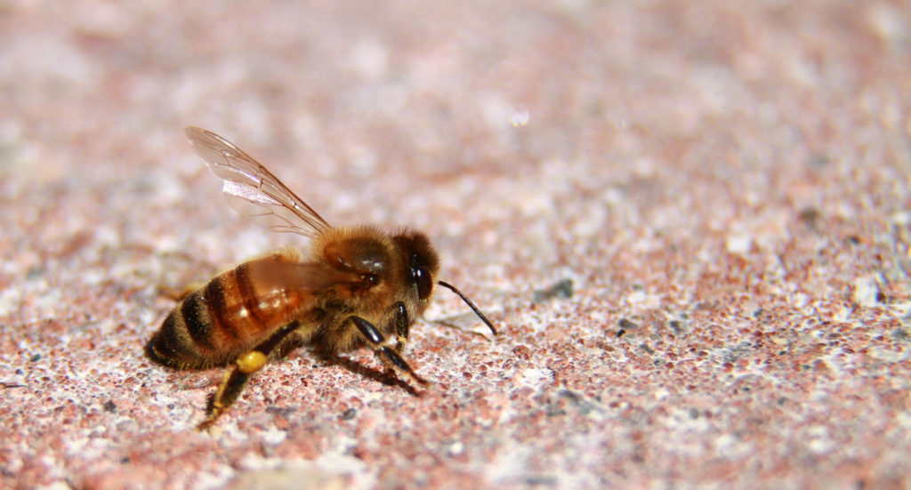 Identifying a Honey Bee