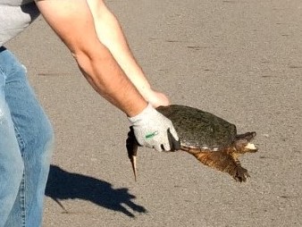 How to carry a snapping turtle