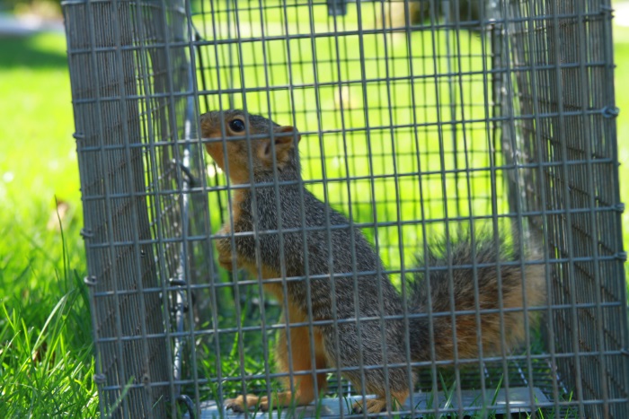 Exclusion trapping a squirrel