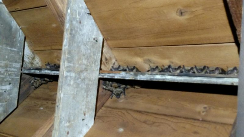 bats in the attic