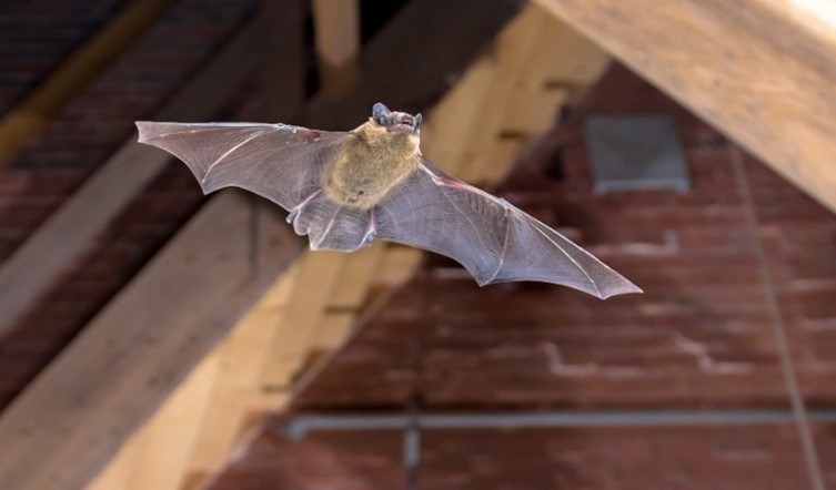 Check Valves for Bat Exclusion