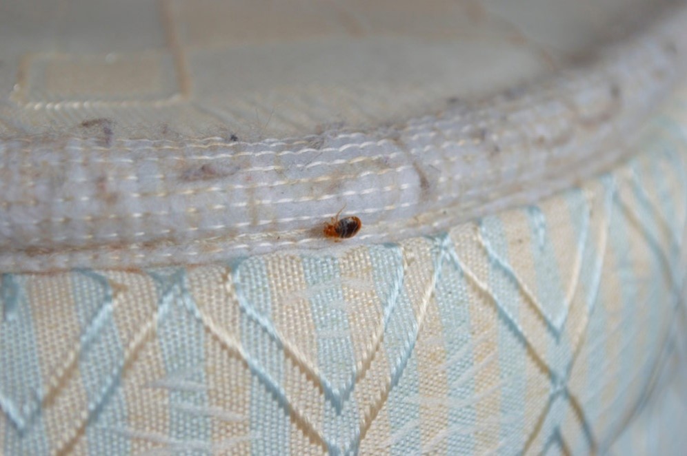 <strong>Bed Bugs in Hotels & More</strong>