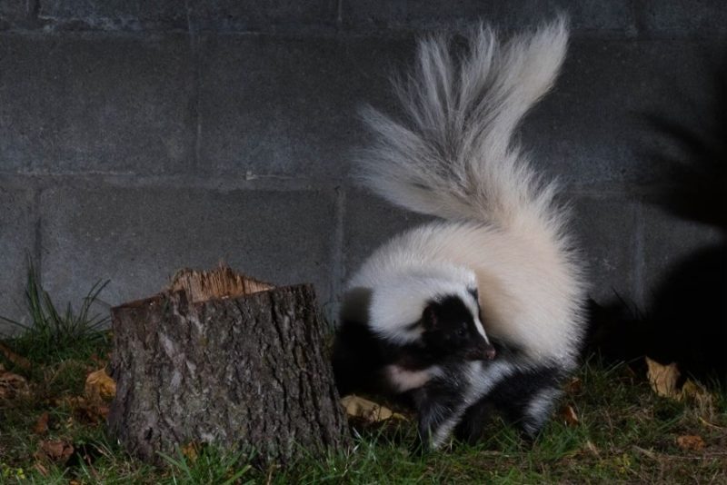 Image of a skunk about to spray in defense.