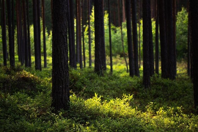 Image of the forest, a breeding ground for mosquitos and ticks.