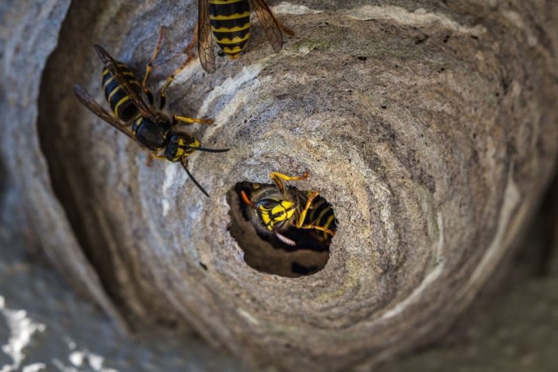 Close-up image of a wasp nest with stinging insects coming out of it.