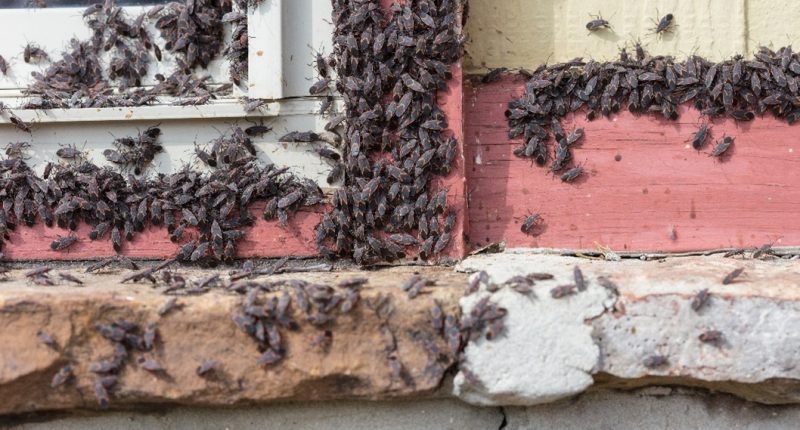 Image showing a swarm of boxelder bugs clustered on the exterior siding of a house.