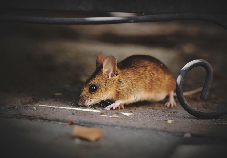 Fall Rodent Prevention: Don’t Wait Until It’s Too Late
