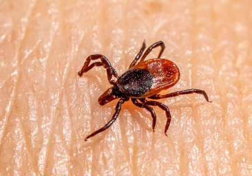 New Research Reveals a Weakness in the Lyme Disease Bacterium — Why Year-Round Tick Prevention Still Matters