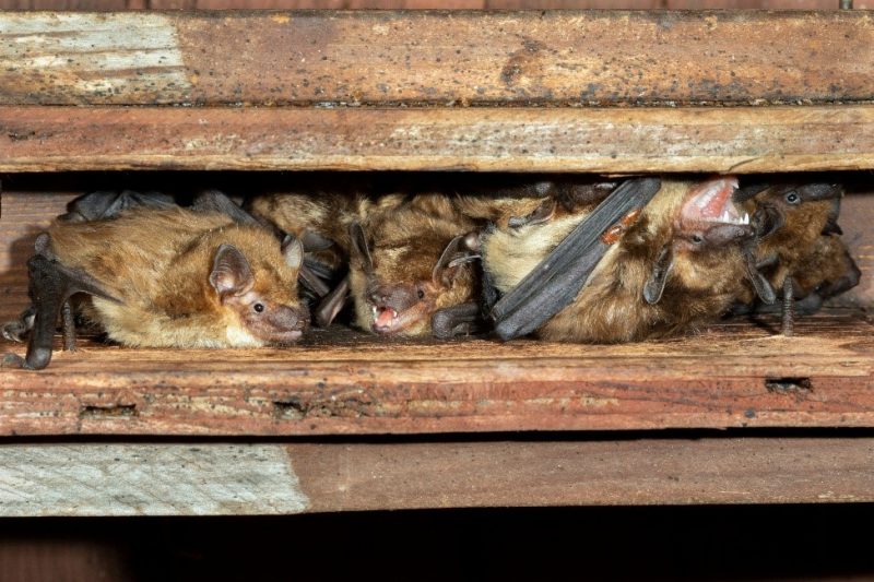 Image of brown bats roosting in an attic.