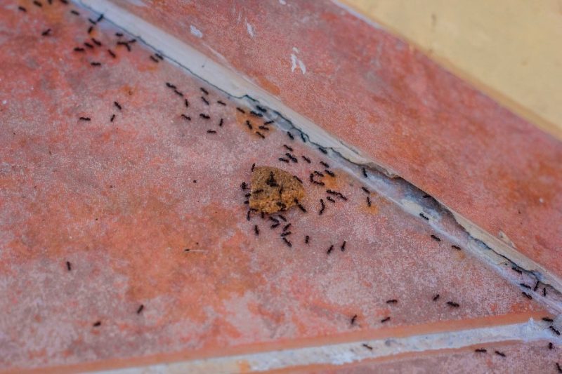 Image of black ants forming a trail across a kitchen tile floor.