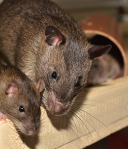 Close-up image of a rat family.