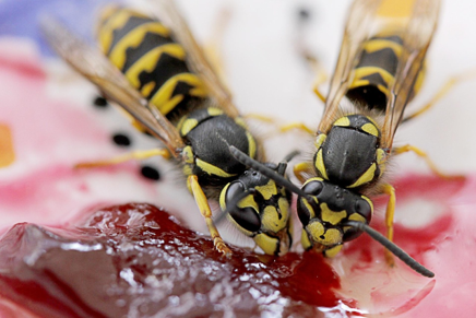 Peak Sting Season: Why Are Yellowjackets So Aggressive Now?