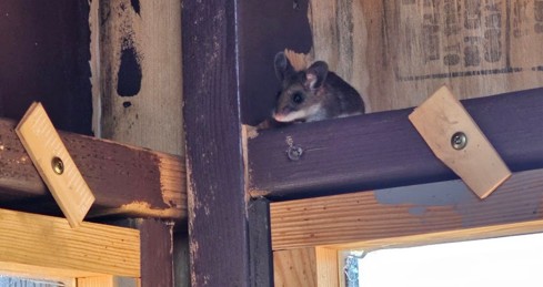 Recurring Rodent Control: Keep Mice Under Control with Northern Pest
